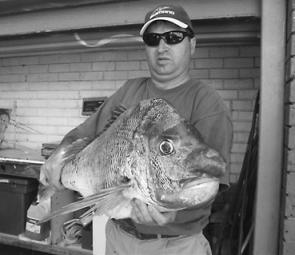 An awesome ‘knobby’ snapper of 7.3kg caught on a wide mark off Carrum (image courtesy of Trevor 